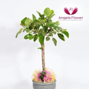 [엔젤스플라워] 뱅갈고무나무 대형 관엽식물 공기정화 전국 꽃배달서비스