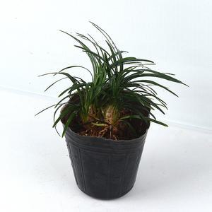 미미네가든 애란 1포트 - 수중식물 수경재배 어항장식