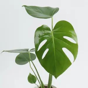 갑조네 몬스테라