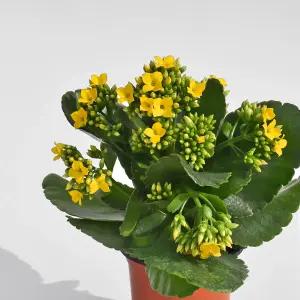 카랑코에 소형 야생화 꽃모종 화단가꾸기 화초키우기 인테리어 식물