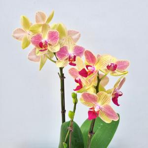 호접란 삼색조 단품 / 팔레놉시스 호접난 서양난 키우기 실내화분 개업축하화분 꽃선물