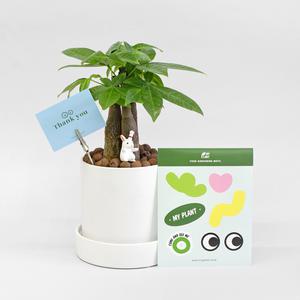 파키라 원형 세라믹화분 세트