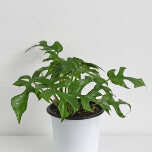 히메 몬스테라 중형 모종 넝쿨 공기정화식물