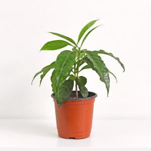 커피나무 소형 모종 인테리어 공기정화 식물