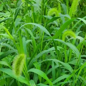 강아지풀씨앗 30립