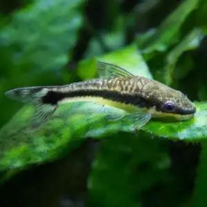 [힘찬열대어] 오토싱 3마리