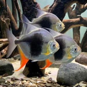 [힘찬열대어] 블랙베리 메티니스 1마리