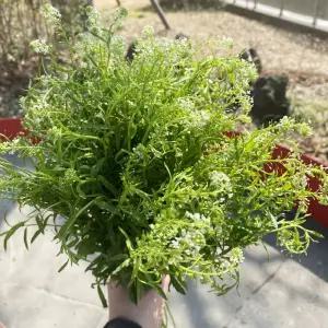 오후의 꽃 냉이초 그린소재 생화택배 꽃배달 싼곳 양재꽃시장