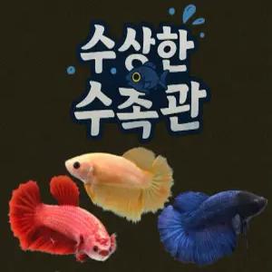 [수상한수족관] [하프문베타 ] 신호등(빨.노.파) 하프문 베타암컷/ 3마리세트 /색상 랜덤발송