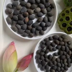 연꽃 씨앗 미니 수련 수반 연꽃 수중 재배 관상용 실내 키우기 씨앗 100개