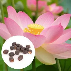 연꽃 씨앗 미니 수련 수반 연꽃 수중 재배 관상용 실내 키우기 씨앗 100개