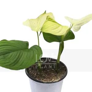 필로덴드론페루 희귀 열대 식물 실내 공기정화 식물 키우기 인테리어 소품