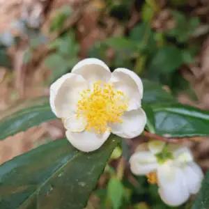 그루담다 녹차나무 묘목 5치 포트