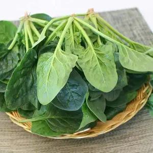 시금치 1kg 1박스 자연대로팜웨이