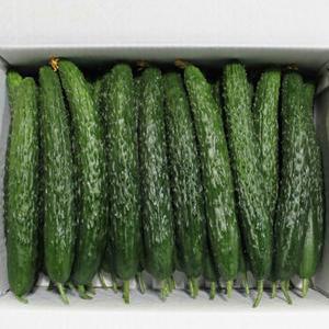 국내산청오이 가시오이 국내산가시오이 청오이 오이묶음 특 1박스 10kg