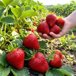 킹스베리 고당도 대과 생딸기 왕특 400g내외 (8-9과) 산지수확
