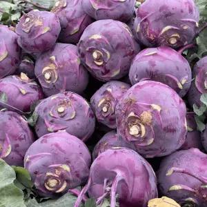 제주 햇 콜라비 10kg 품질 당도보장 특품