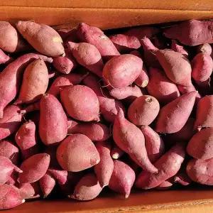 당도폭발! 고창 꿀고구마 5kg (한입사이즈)/ 다이어트용 간편간식