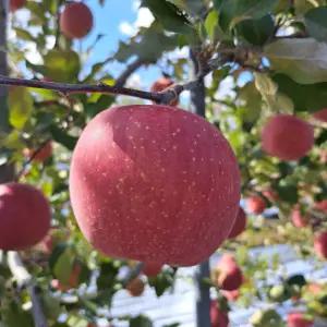 [청송 장수벌 사과]부사 본품 중과10kg(34과~36과)