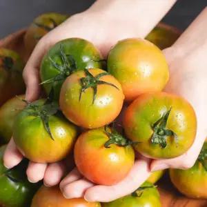 더달달 부산 대저 짭짤이 토마토 2.5kg L-S사이즈