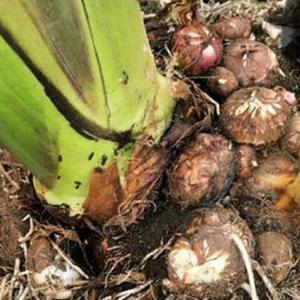 곡성 토란 10kg 누리농산