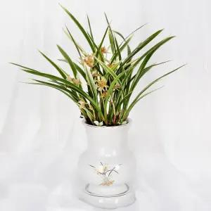 당일 꽃배달 승진 화분 개업 축하난 선물 동양란 E540