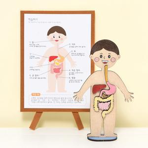 인체 지도 모형 만들기 키트 음식물 지나가는 과정 비밀 길 소화 기관 어린이 급식실 영양 편식 교육 교구