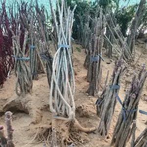 엄나무 묘목 민엄나무 가시없는 엄나무 음나무 2년생 1m