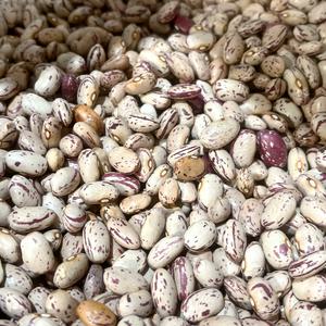 호랑이콩 4kg(2kg+2kg) 수입 강남콩 매화콩 울타리콩 강낭콩