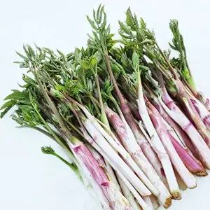 오늘의채소 무농약 눈꽃땅두릅 1kg