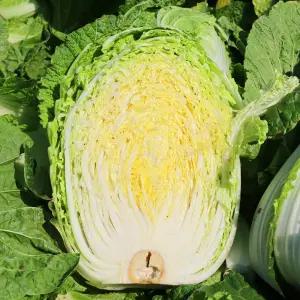 강원도 고랭지 배추 4통 (8kg~12kg)