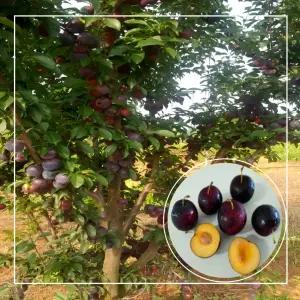 서울농원묘목/체리나무 바이오체리 나무 3년생 흑등금 결실주 분묘