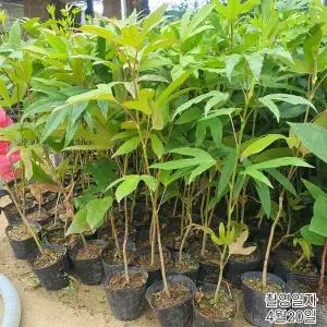 같이가치농원 황칠나무 묘목 60cm전후 포트묘 약용나무 특용수 정원수 조경수 노지월동 상록활엽수 황칠