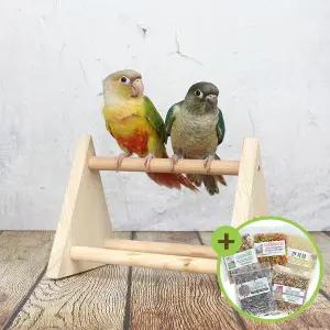 [하프클럽/올펫몰]스탠드식 원목 횃대 잉꼬 모란 코뉴어 이동식 횟대