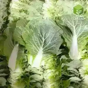 국내산 쌈추 쌈배추 쌈채소 2kg
