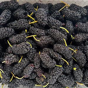 고창 냉동 오디 특품 과상2호 2kg(트레이)/25년오디