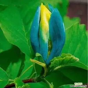 그린빌, 블루베이비 접목1년생 신품종 목련나무 묘목 봄꽃 꽃나무 정원 조경수 노지월동 (목하원예조경)