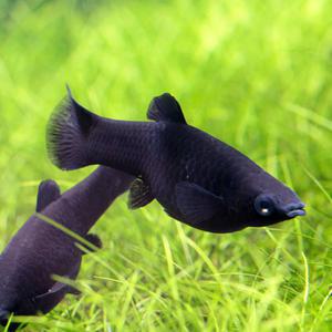 [힘찬열대어] 블랙몰리 5마리