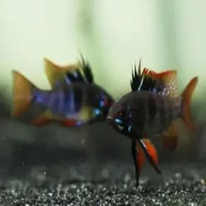 [힘찬열대어] 블랙 라미네지 1마리