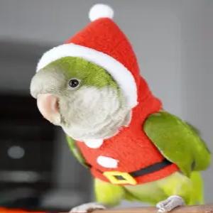 앵무새옷 반려조 슈트 가죽매끄러운 체크무늬 코스튬 리틀