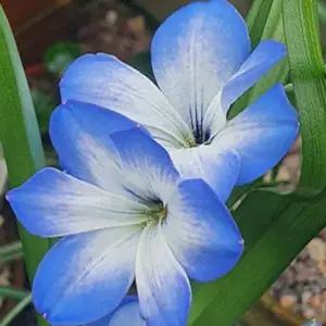 칠레청크로커스 레이크틀리니 구근10구 샤프란 다년생 봄꽃 구근식물 C02