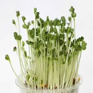 새싹 한컵 인기 식목일키트 채소키우기 추천 무순키트 원예키트 무순