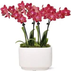 프롬 유 플라워 생일 기념일 또는 축하를 위한 스칼렛 선라이즈 미니 오키드