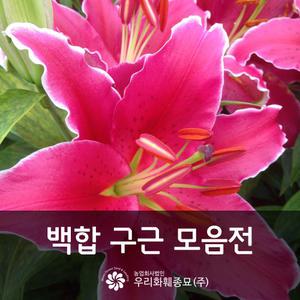 백합 구근 모음