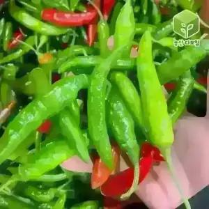 국내산 청양고추 반홍청양고추 10kg