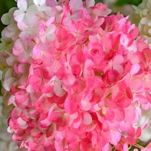 유럽 목수국 바닐라프레이즈 4치장 포트 묘목 수국 노지월동 정원용 조경 꽃나무 (목하원예조경)