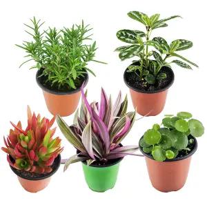 (배송비0원)식물 45종 원하는 식물 선택가능(공기정화식물 허브 꽃 다육 선인장 화분커버 원예용품)