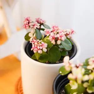 갑조네 은행목 미니