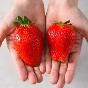 꽃모종 딸기 킹스베리(초대형종) 9cm분 3 개 KS