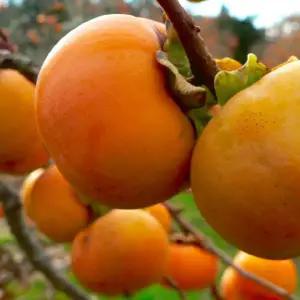 유실수 묘목/단감나무 차랑(차량)/접목 1년- 두주묶음  KJ2999